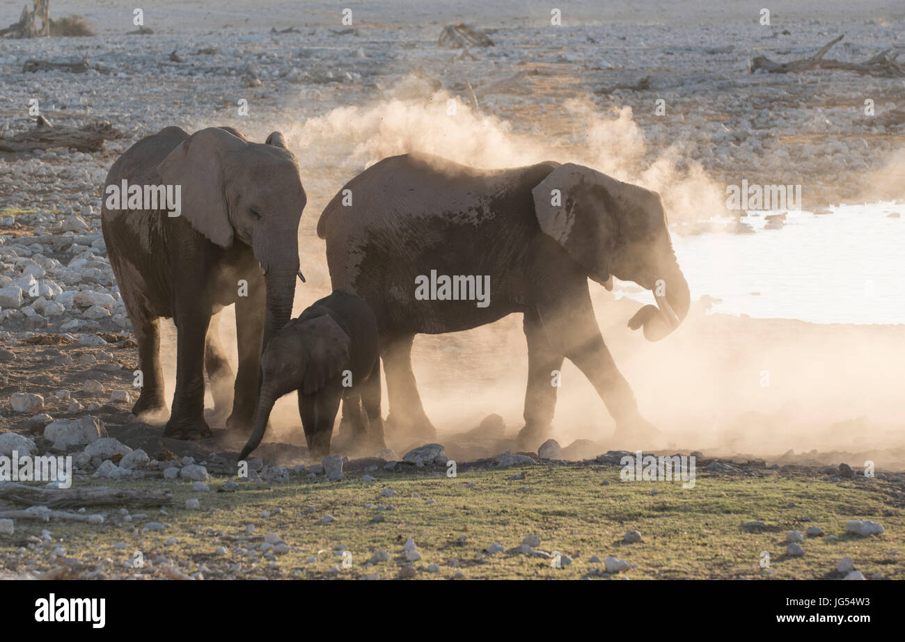 Elephant family (Loxodonta africana) at waterhole. Etosha, Namibia Stock Photo