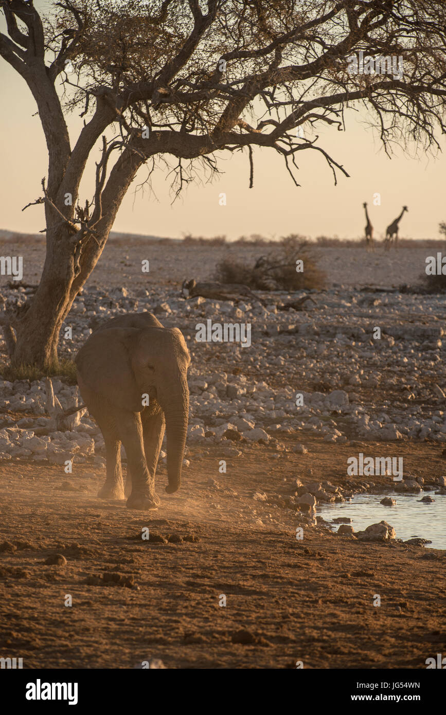 Elephant (Loxodonta africana) at waterhole. Etosha, Namibia Stock Photo