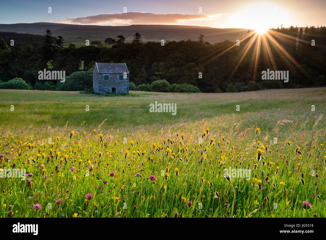 Traditional Hay Meadow at Sunrise, Holwick, Upper Teesdale, County Durham, UK Stock Photo