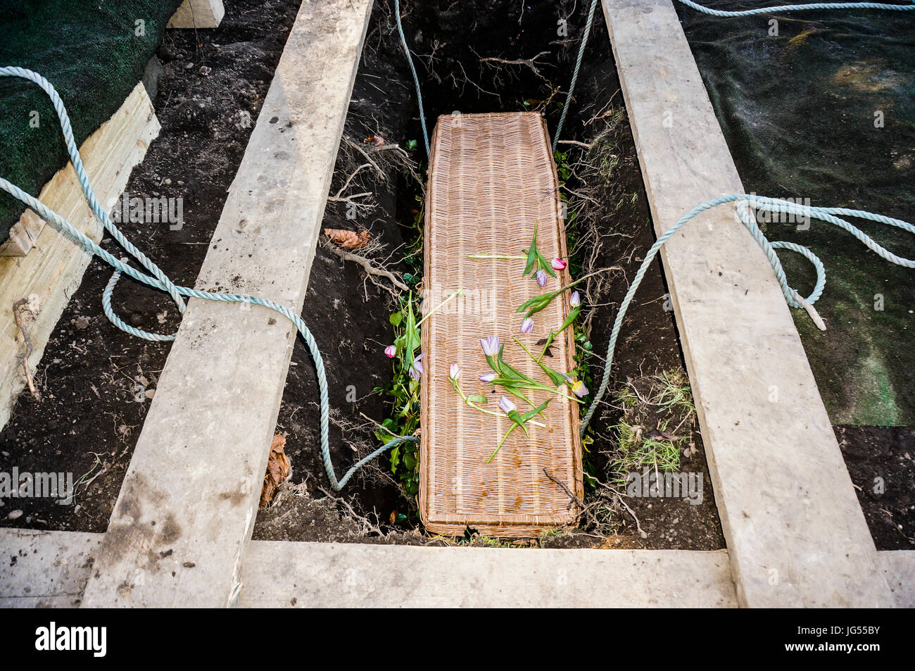 A wicker coffin which has just been lowered into a new grave, following