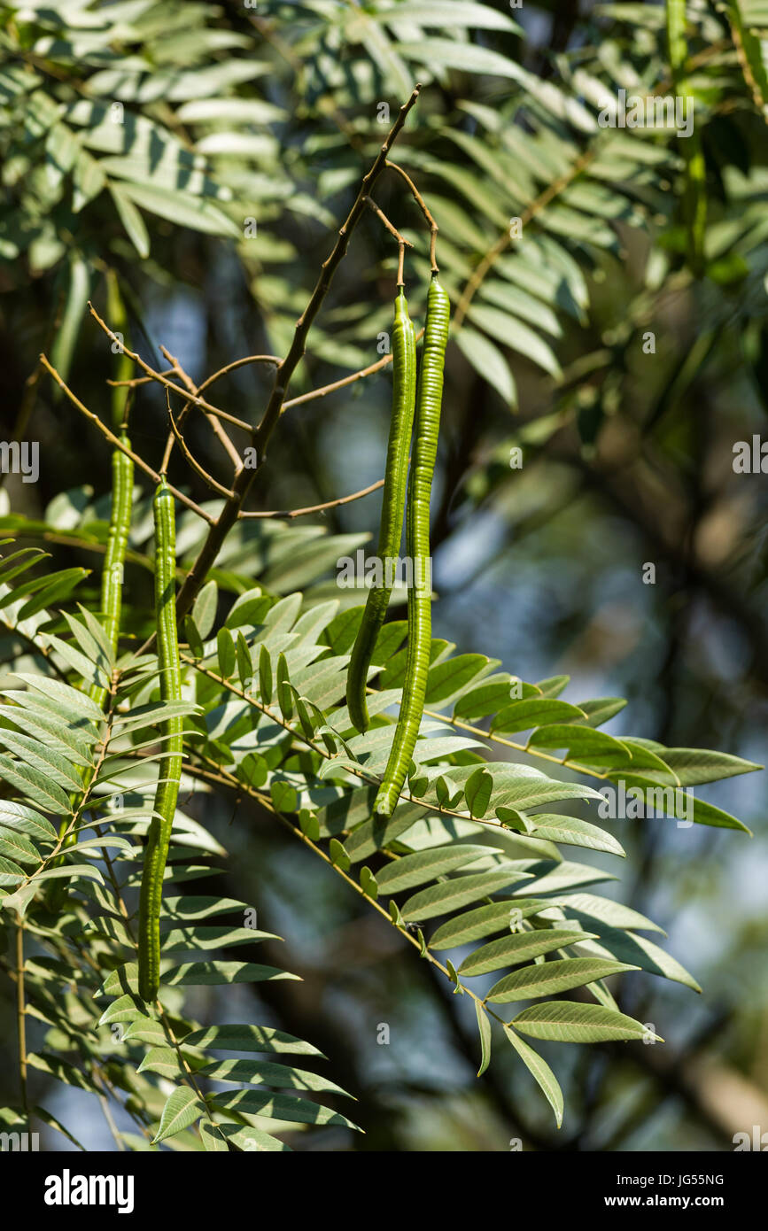 Spectacular Cassia (Senna Spectabilis) Seed Pods On Branch Of Tree Stock Photo