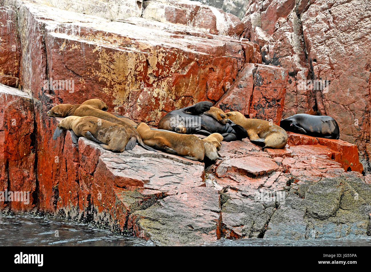 Seals at the Ballestas Islands near Pisco, Peru on 3/23/2014 Stock Photo