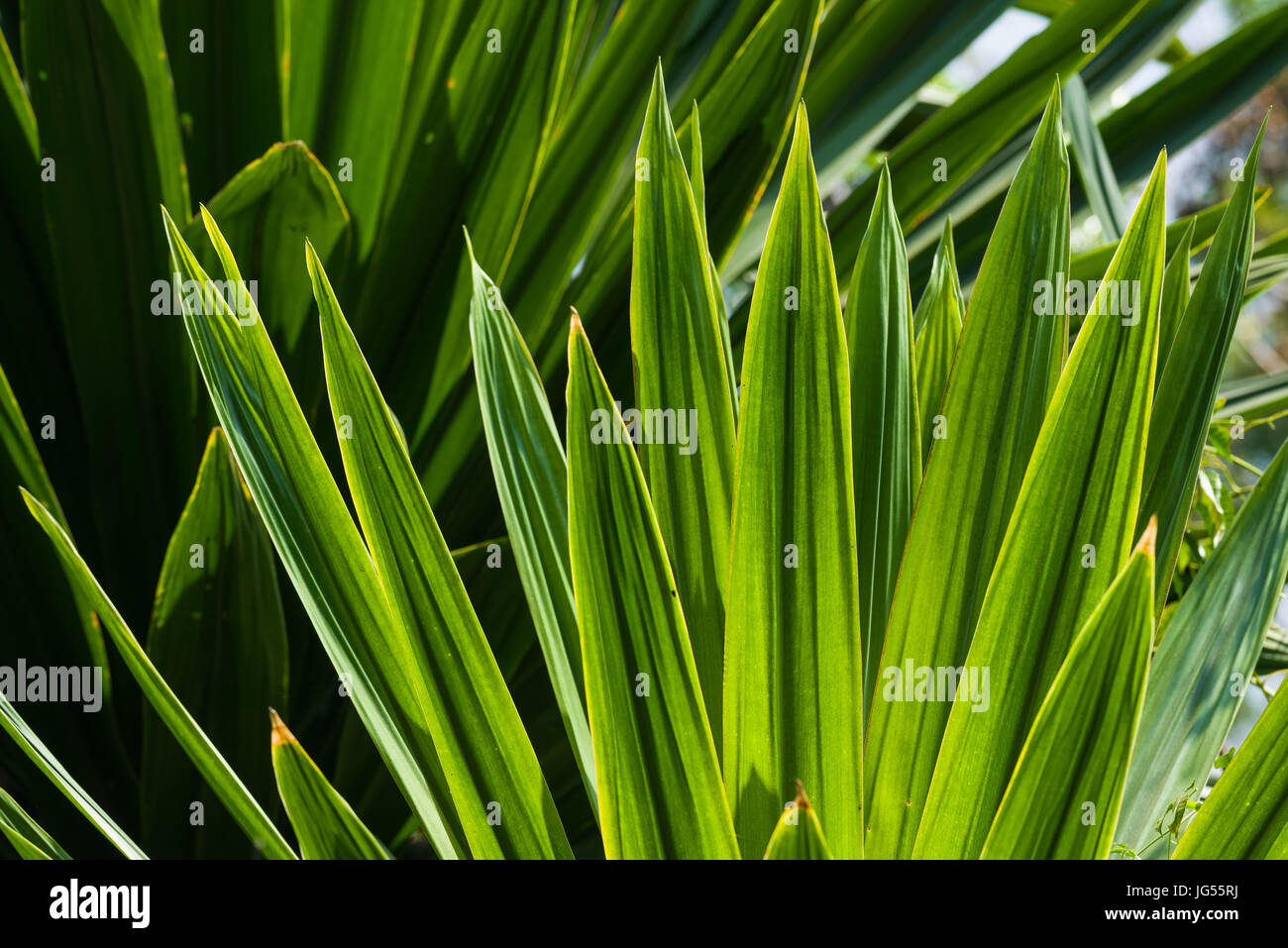 Sisal Plant (Agave Sisalana) Leaves In Sunlight Stock Photo