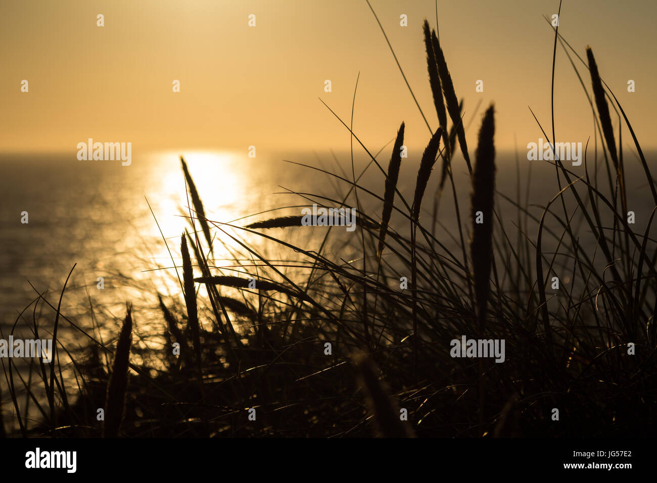 Lyme grass in silhouette against the sun setting over the sea Stock Photo
