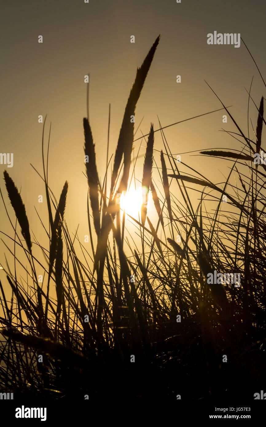 Lyme grass in silhouette against the setting sun Stock Photo