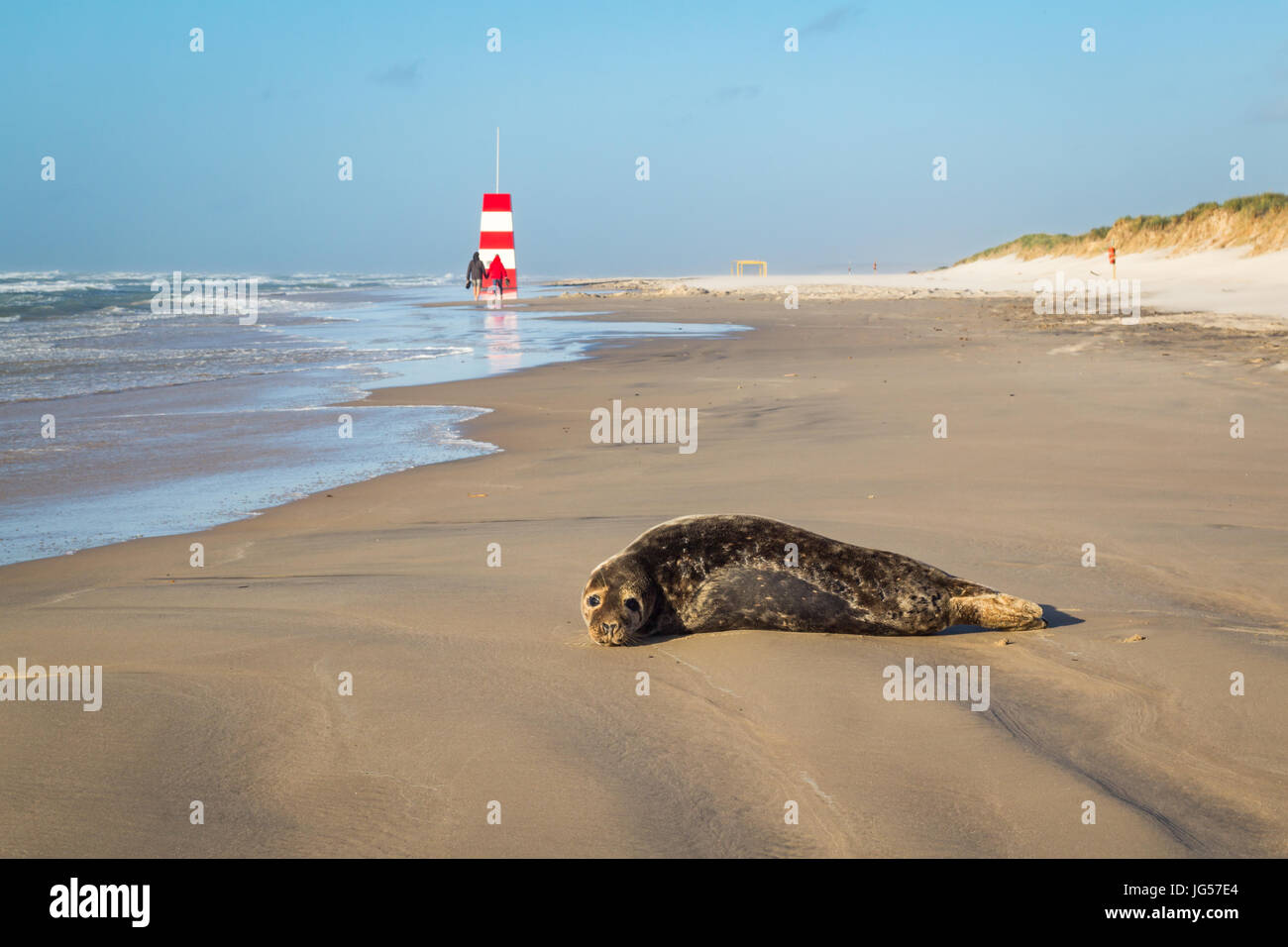 Harbor seal resting on beach, with people walking in the background Stock Photo