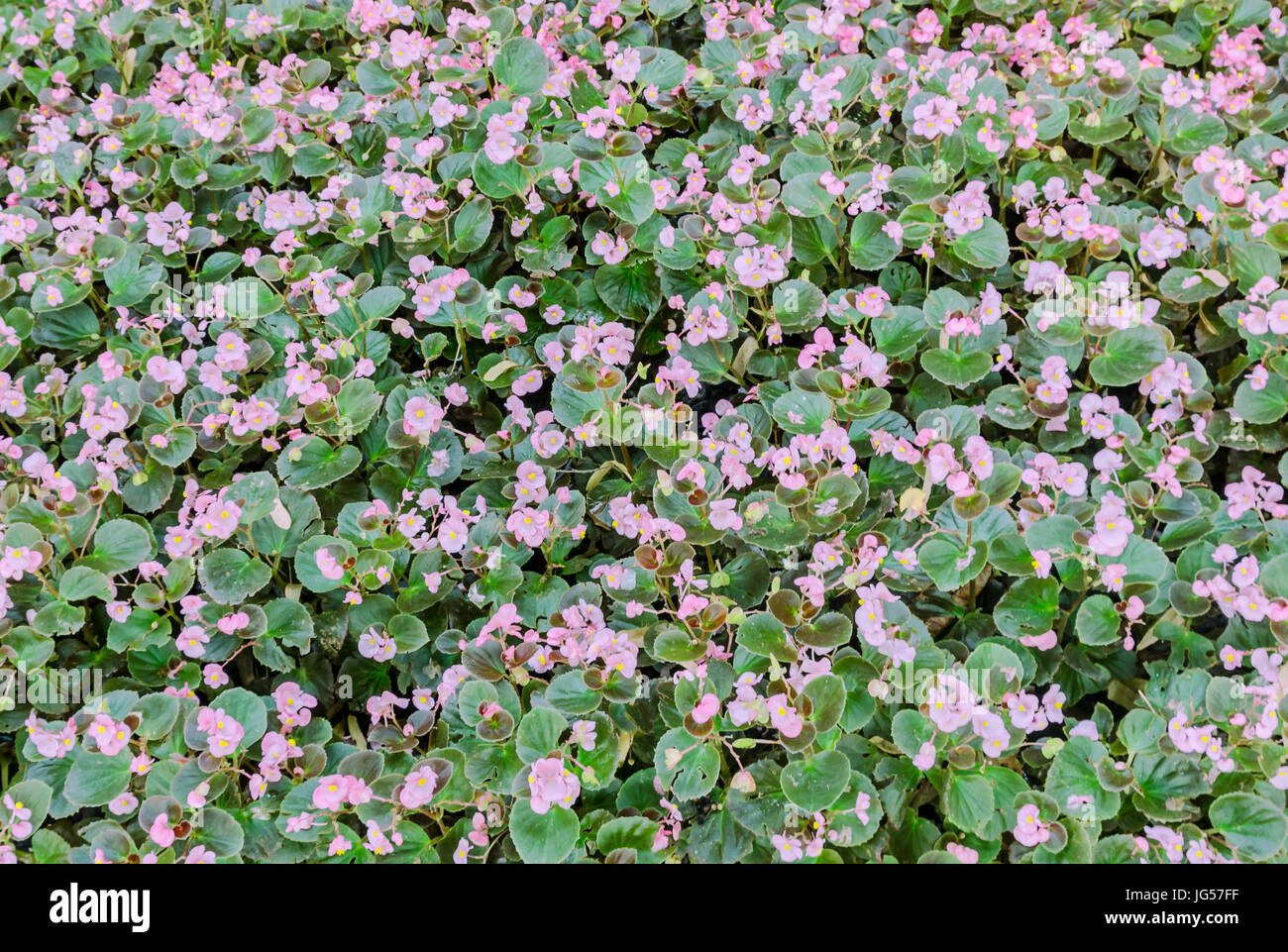Field with small begonia pink flowers, garden bush, family Begoniaceae, close up. Stock Photo