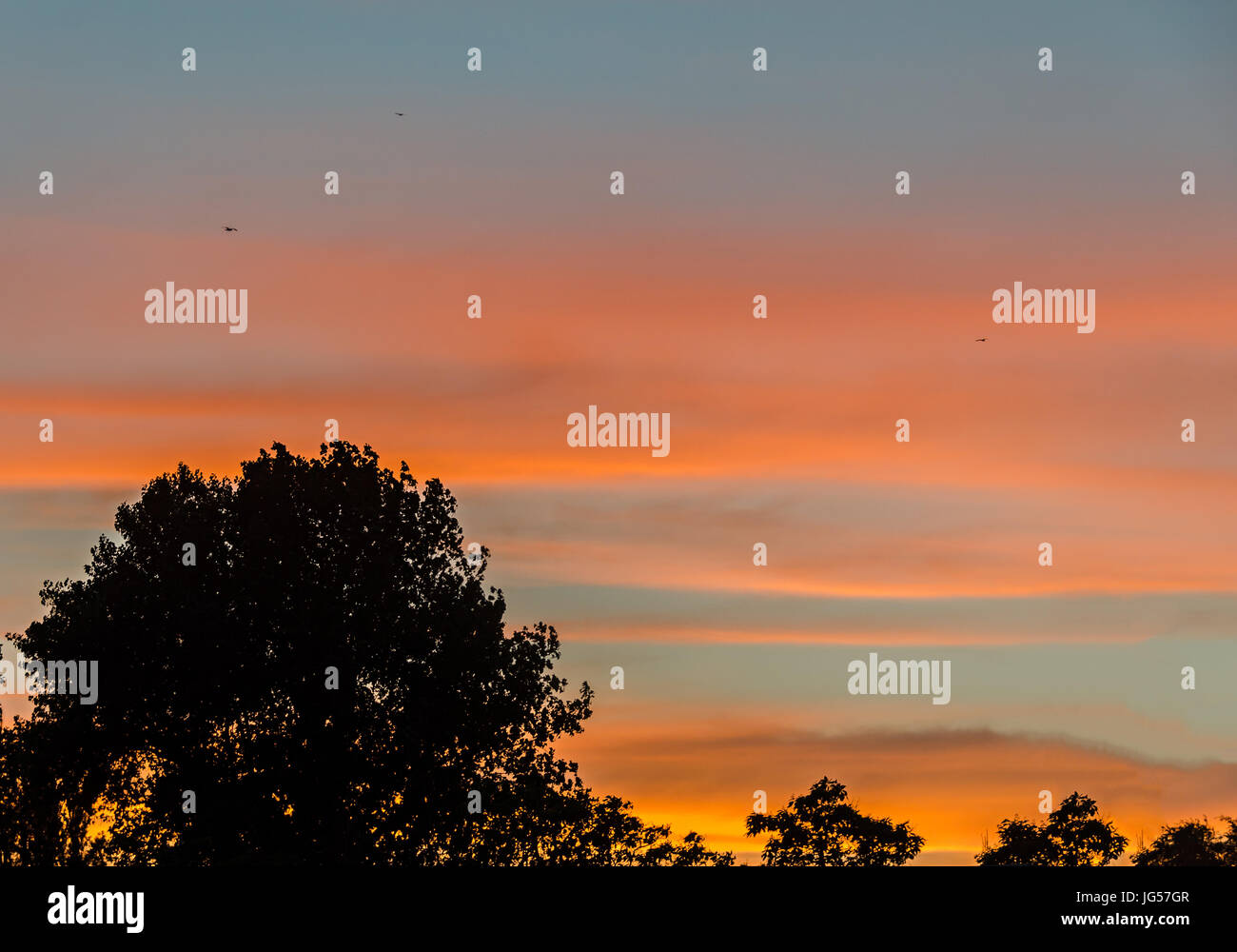 Shadowed tree at sunset, orange with blue sky, close up, landscape ...