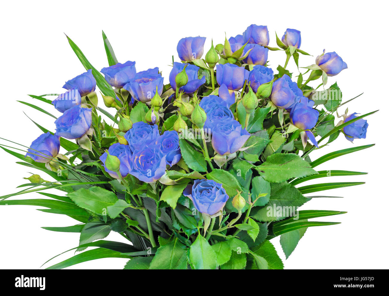 Blue roses flowers, close up, bouquet, floral arrangement Stock Photo ...