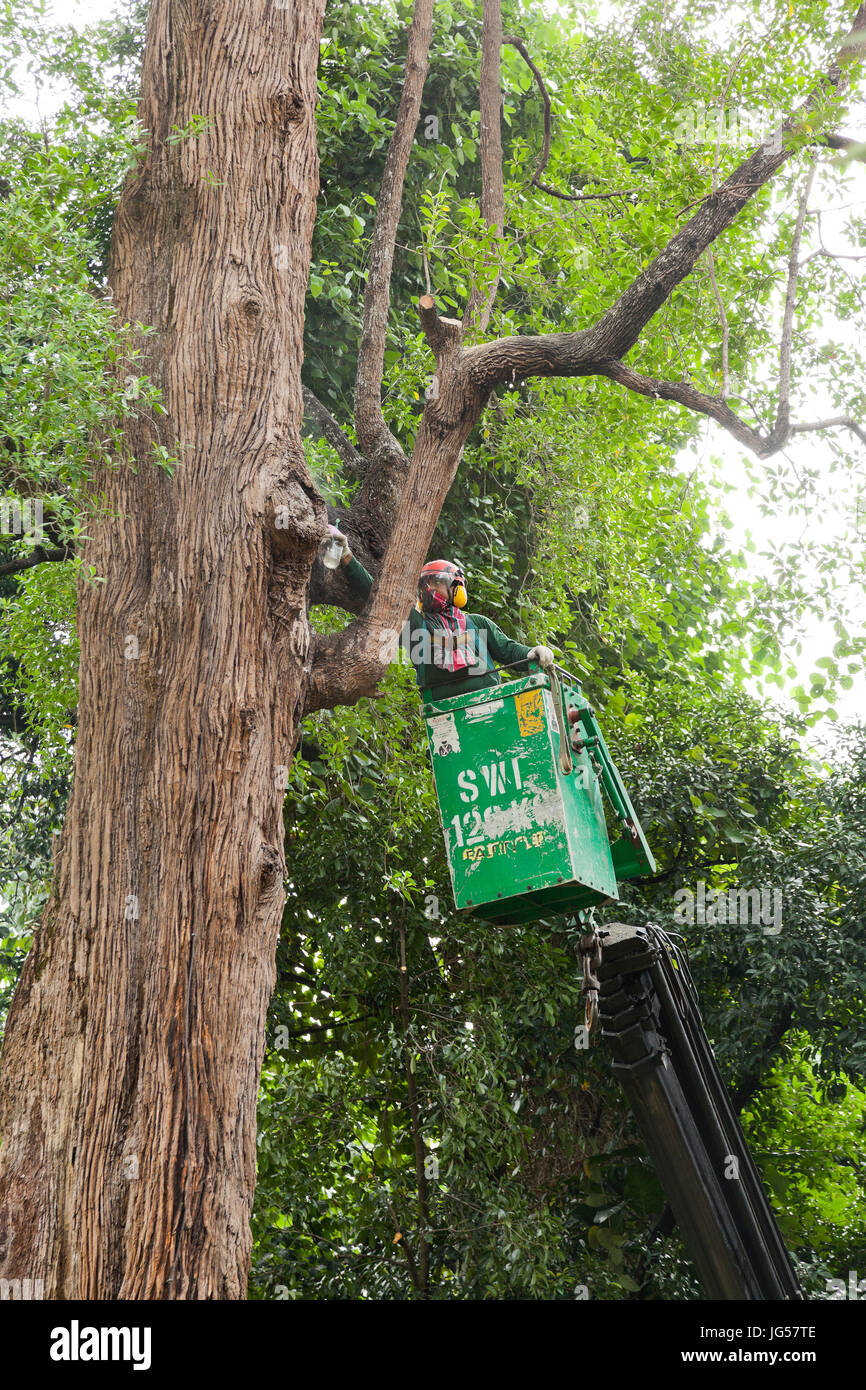 Treating tree caopvy, fungicide, insecticide, Singapore Botanic gardens. Stock Photo