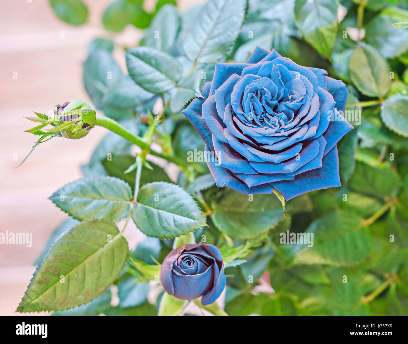 Blue rose vase hi-res stock photography and images - Alamy