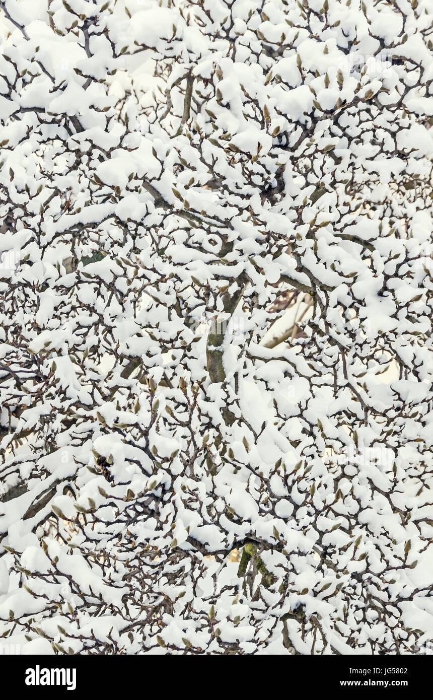 Tree branches covered with snow and ice, snow tree, pattern, texture ...
