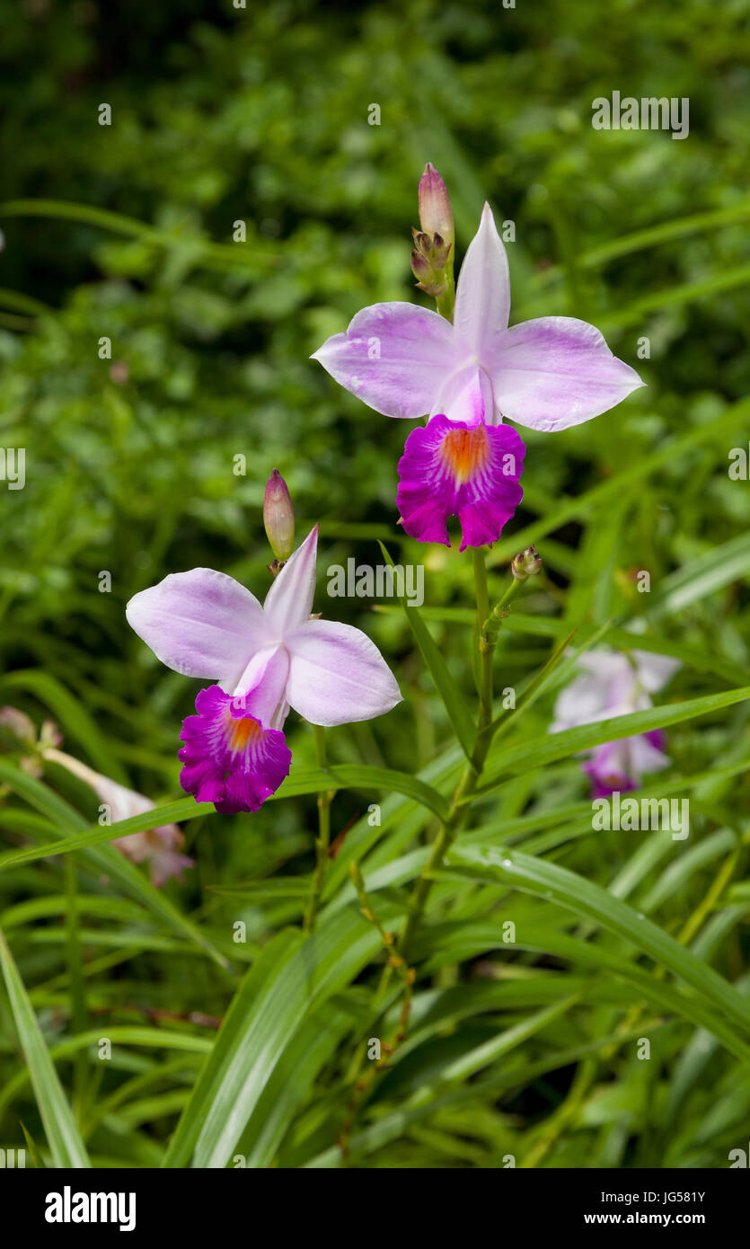The Bamboo Orchid, Arundina graminifolia is definitely the most common orchid species found in Malaysia as well as throughout the tropical region. Stock Photo
