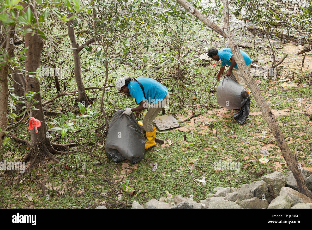 Clearing rubbish from the mangroves, low tide, Singapore Sungai Buloh coastal reserve Stock Photo