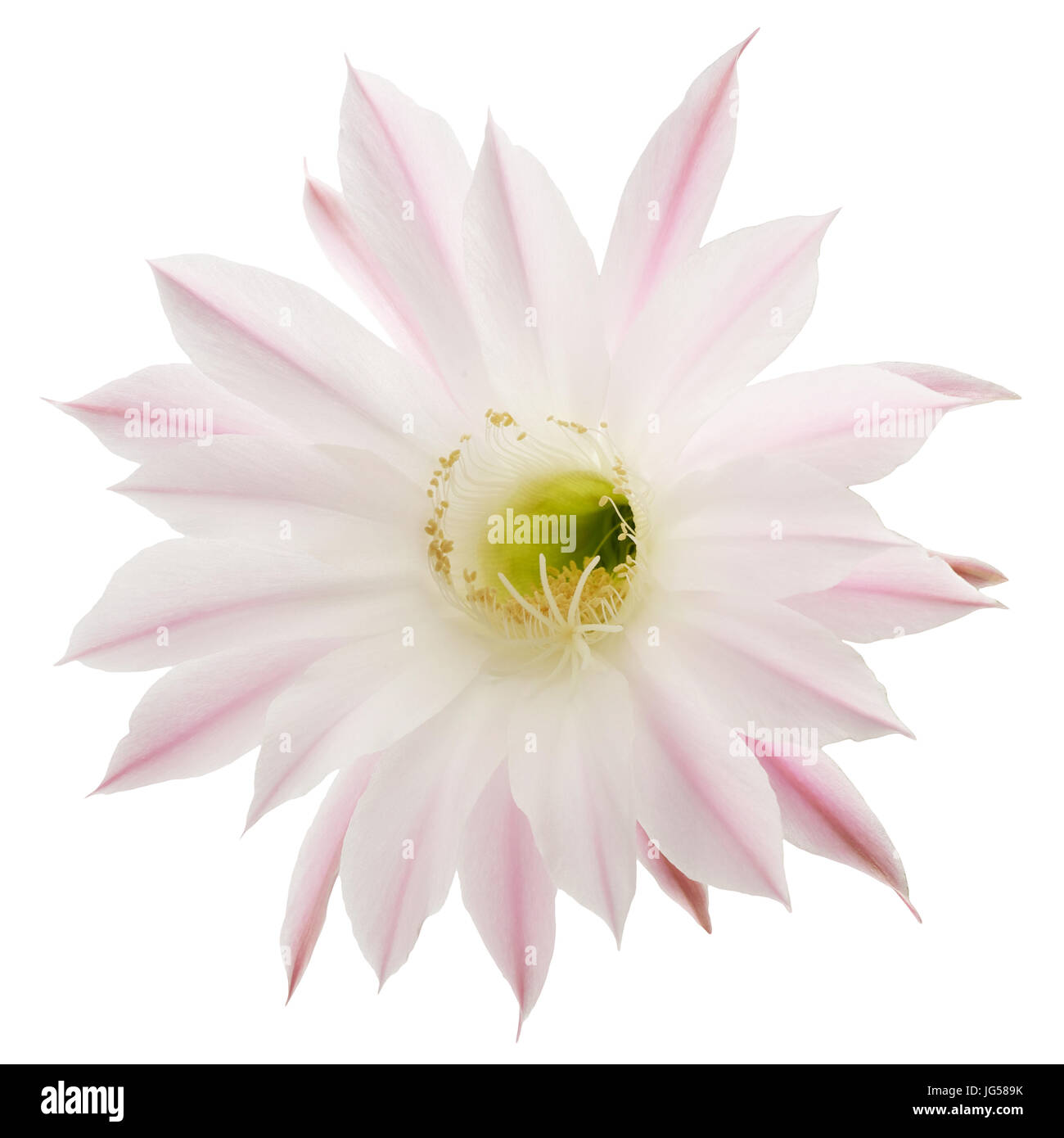 Pink blossom from cactus isolated on white background, Epiphyllum hybrid Stock Photo