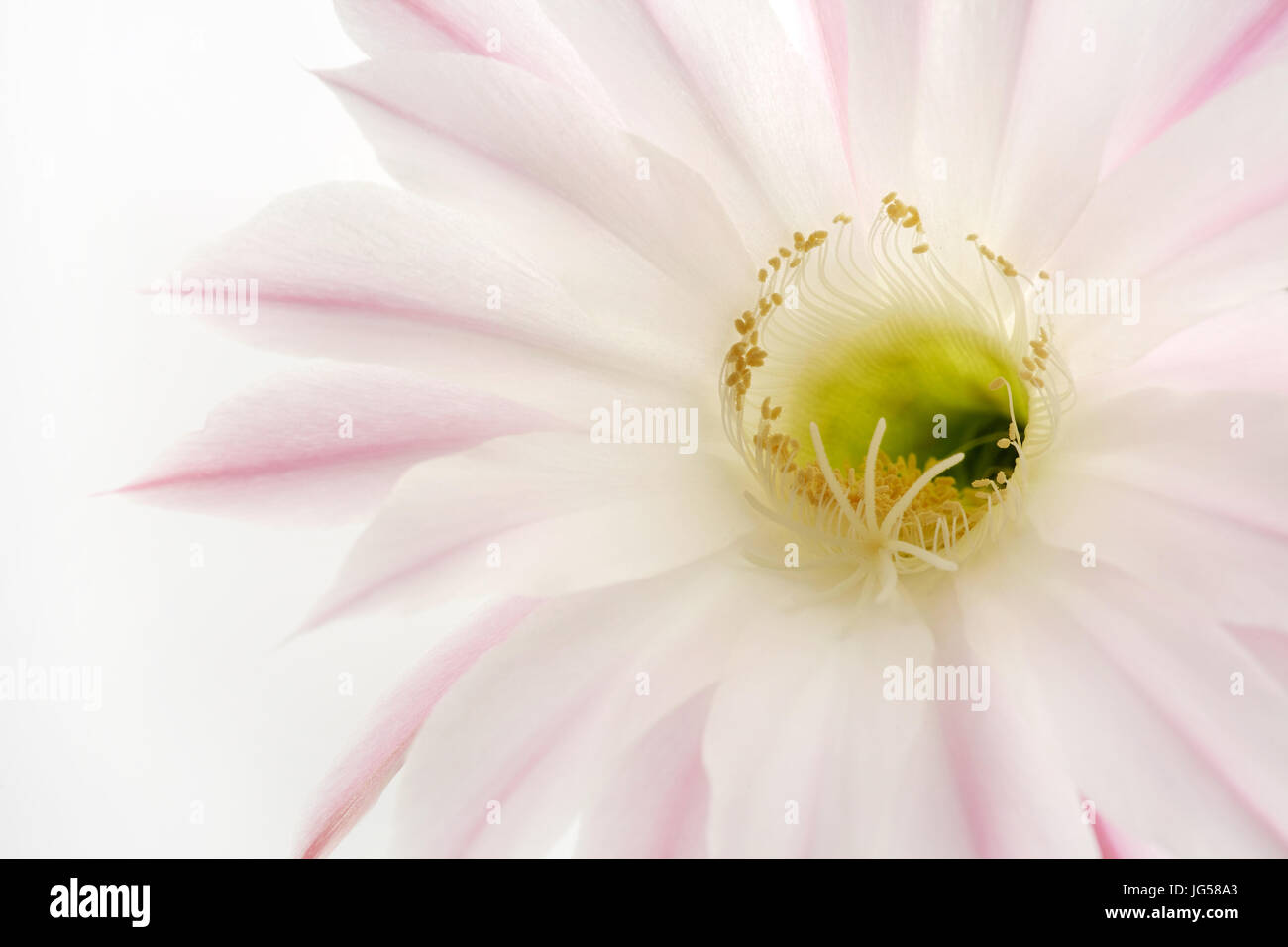 Pink blossom from cactus on white background, Epiphyllum hybrid Stock Photo