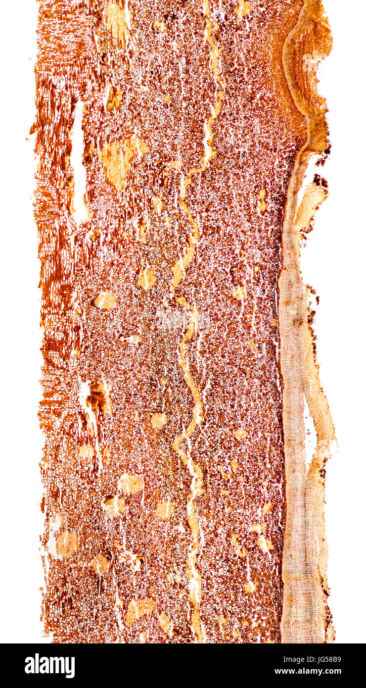 Holly bark, brightfield photomicrograph, LS section. the outer product is the cork (phellem) and the internal product is the phelloderm (secondary ) Stock Photo