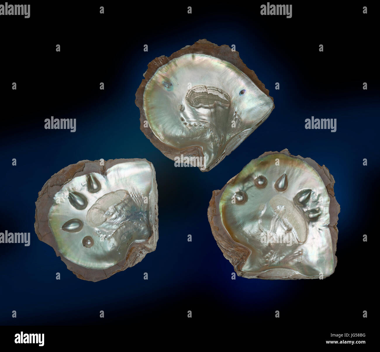 Pearl oysters with artificial pearl implants Stock Photo