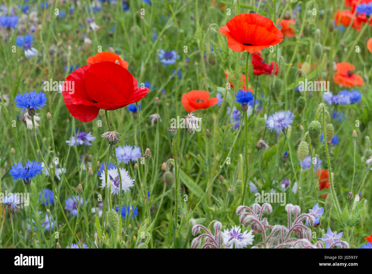 Poppies and Cornflowers Stock Photo