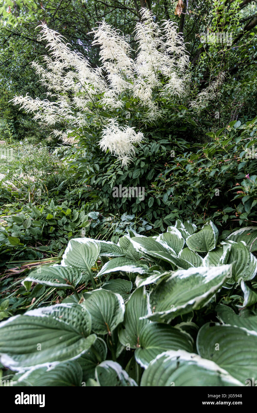 Bride's Feathers Aruncus dioicus, Hosta perennial plant Stock Photo