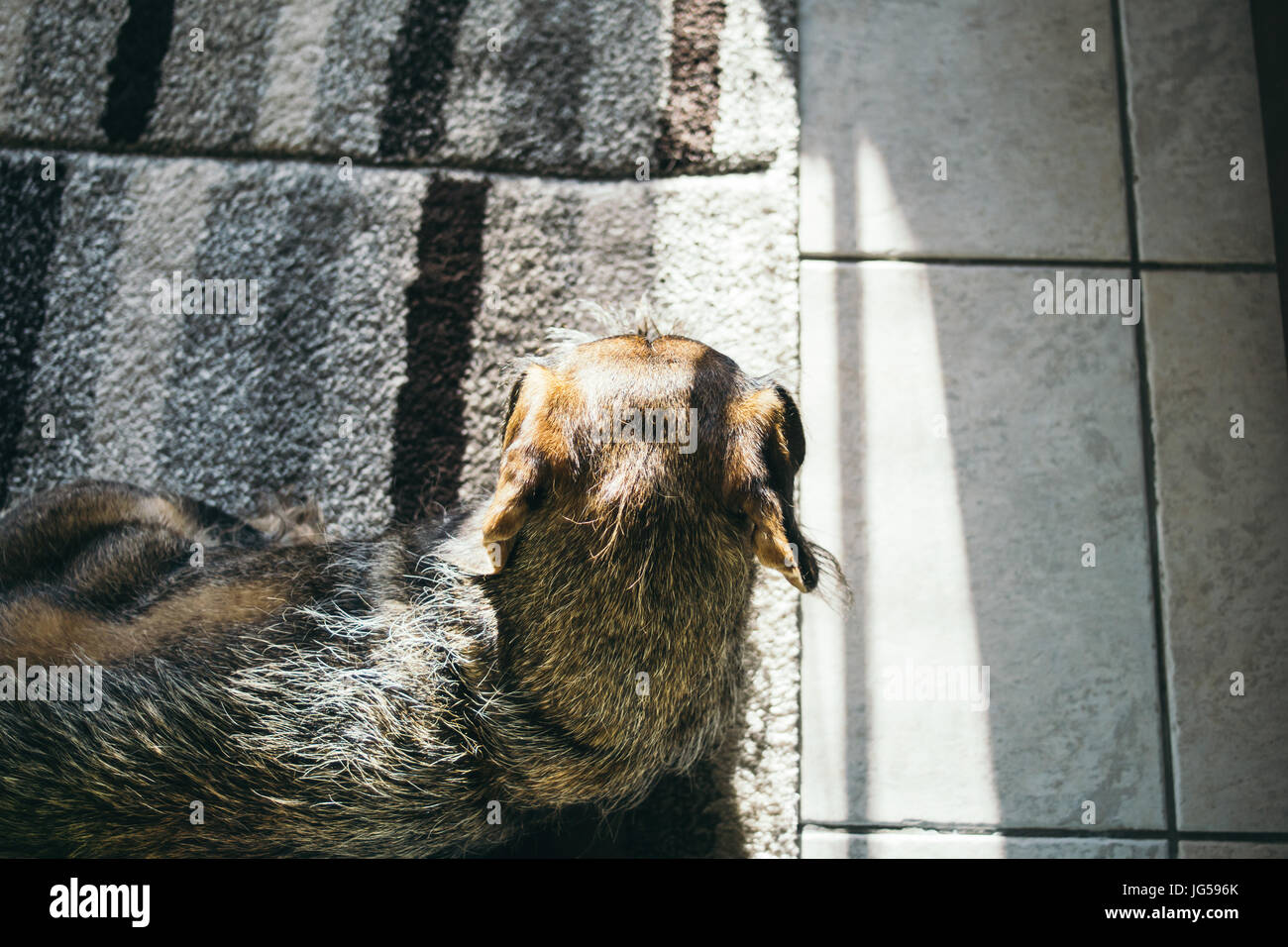 Dachshund seen from above lying on the ground indoors. Stock Photo