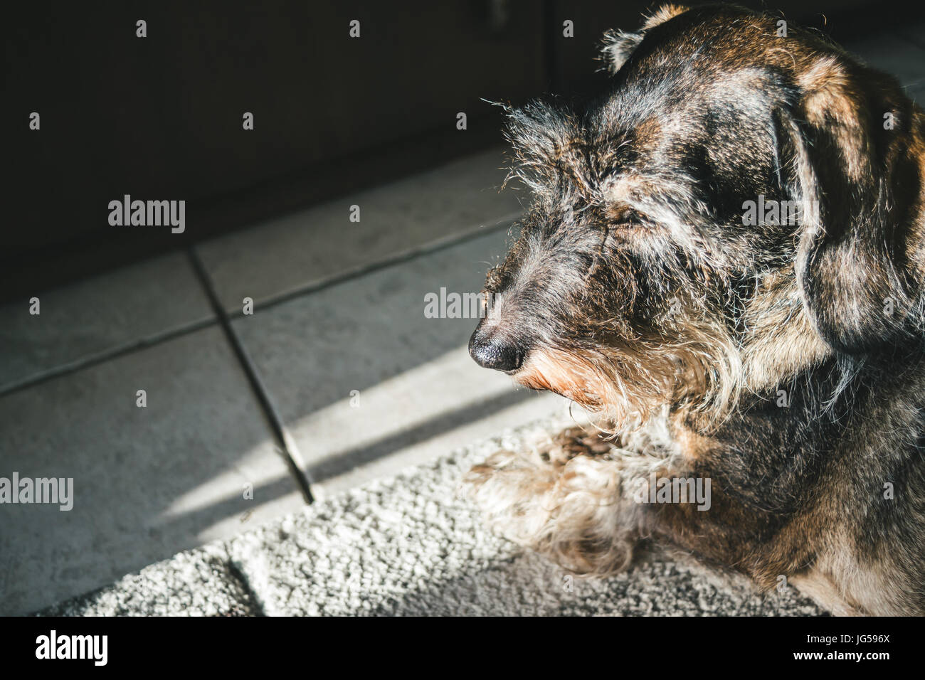 Dachshund portrait, a closeup of the long haired dog lying down. Stock Photo