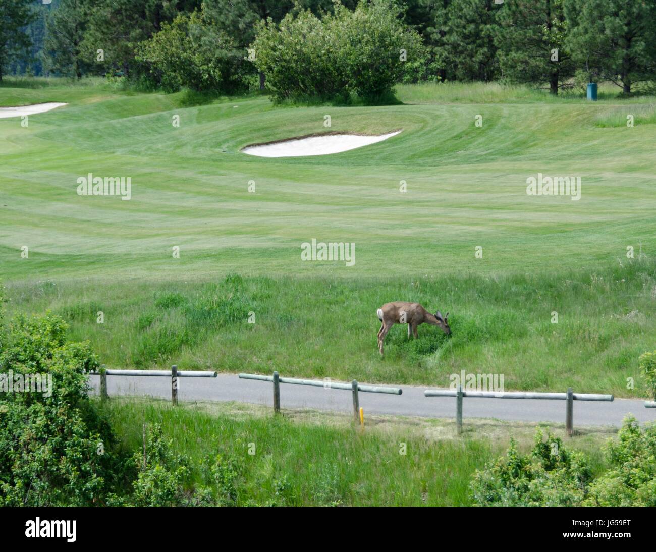 A white-tailed deer maintaining the rough at Bootleg Gap Golf Course, Kimberley, B.C., Canada. Stock Photo