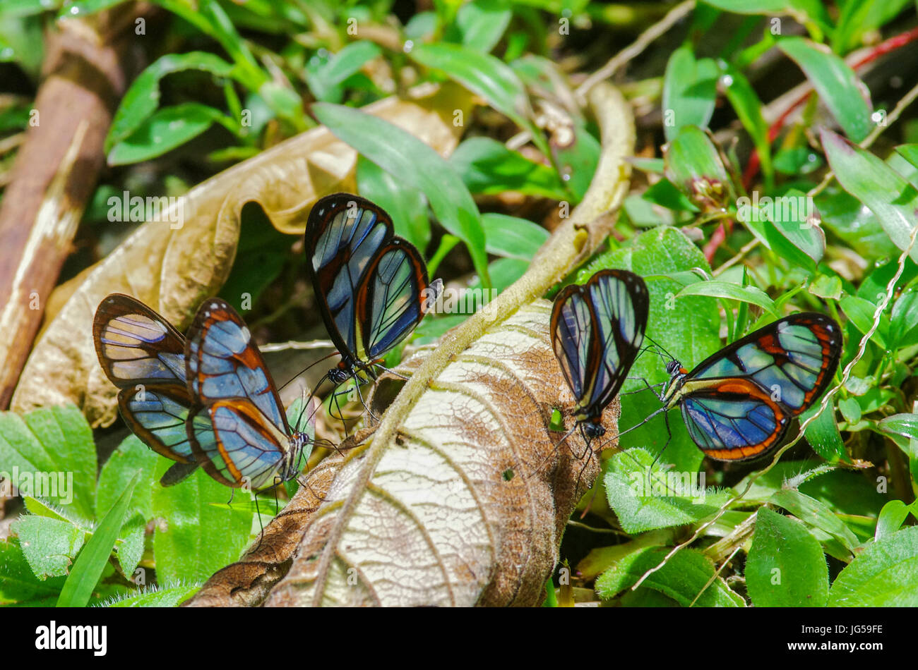 Flock of Glasswinged Greta oto butterflies feeding in a group Stock Photo