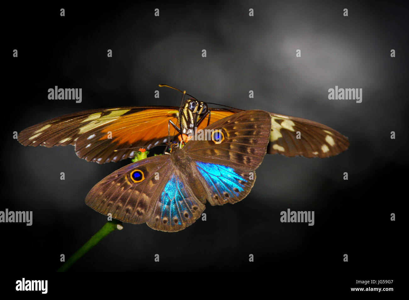 Metalmark and heliconius butterflies on the same flower Stock Photo