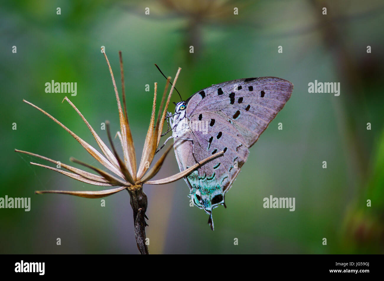 Butterfly image taken in Panama Stock Photo