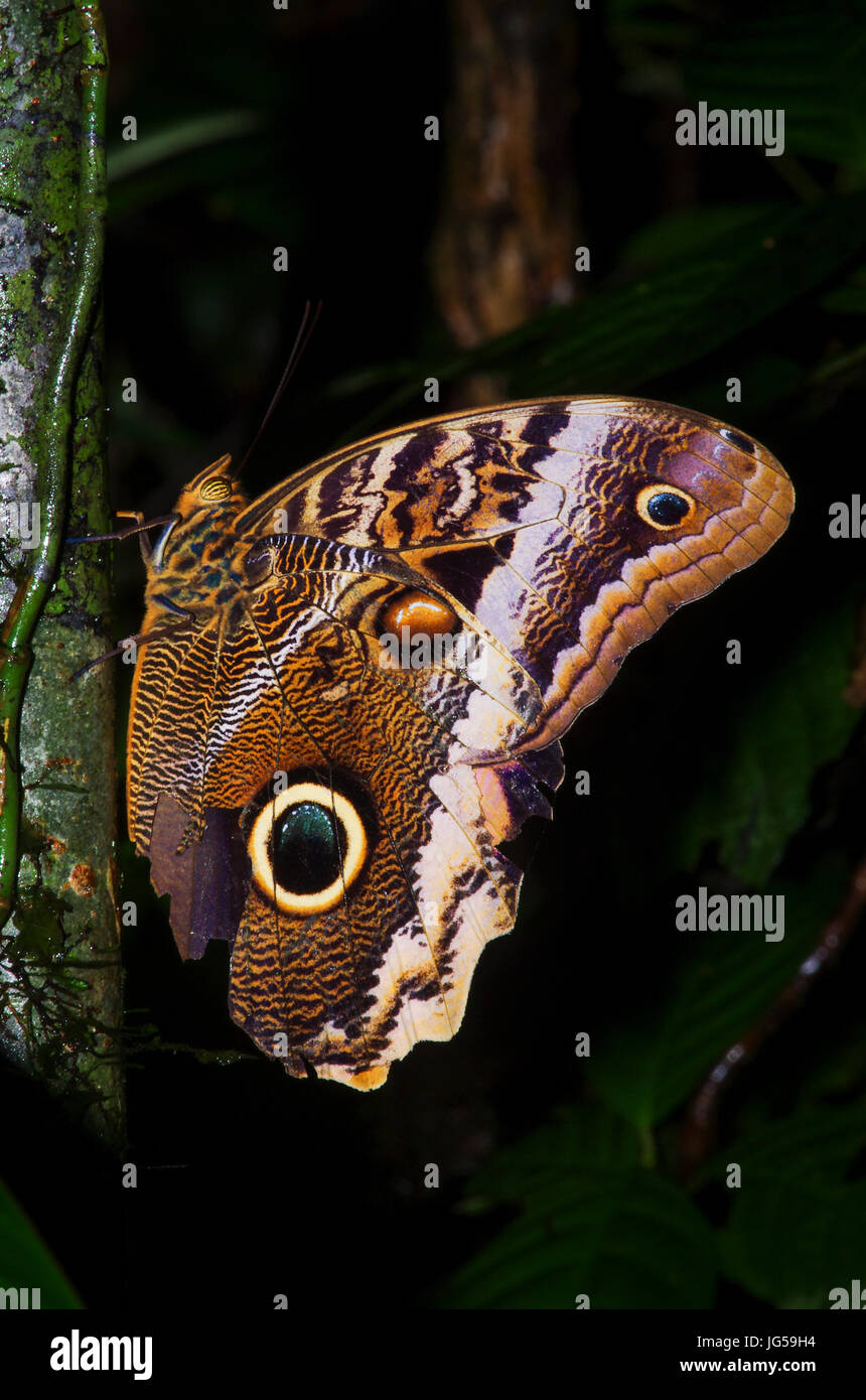 Banded Owl Butterfly butterfly image taken in Panama Stock Photo