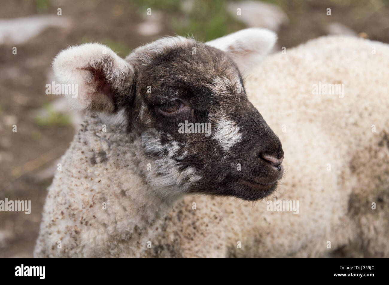 Lambs on farm Stock Photo