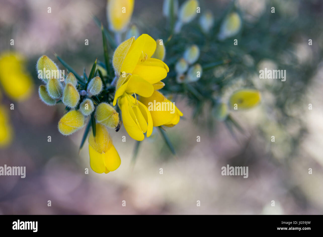 Gorse flowers growing by path Stock Photo Alamy