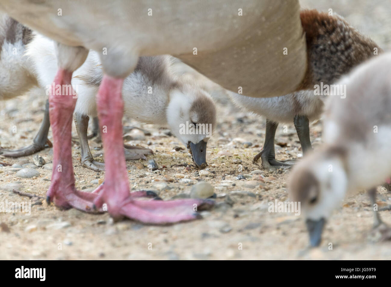 Egyptian Goose Goslings eating Stock Photo Alamy