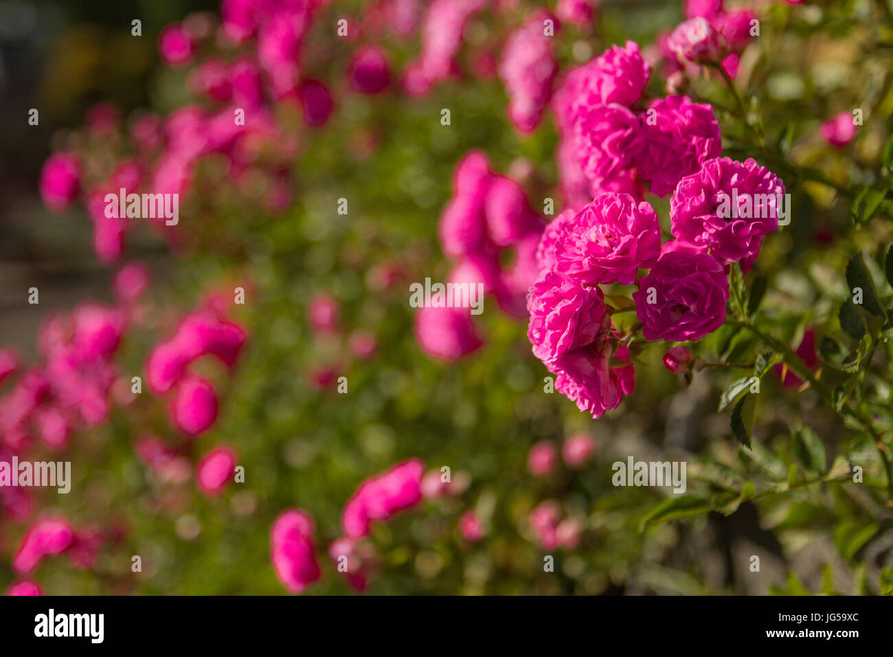 Bush of pink purple rose in summer sunlight. Macro close up photography. Stock Photo