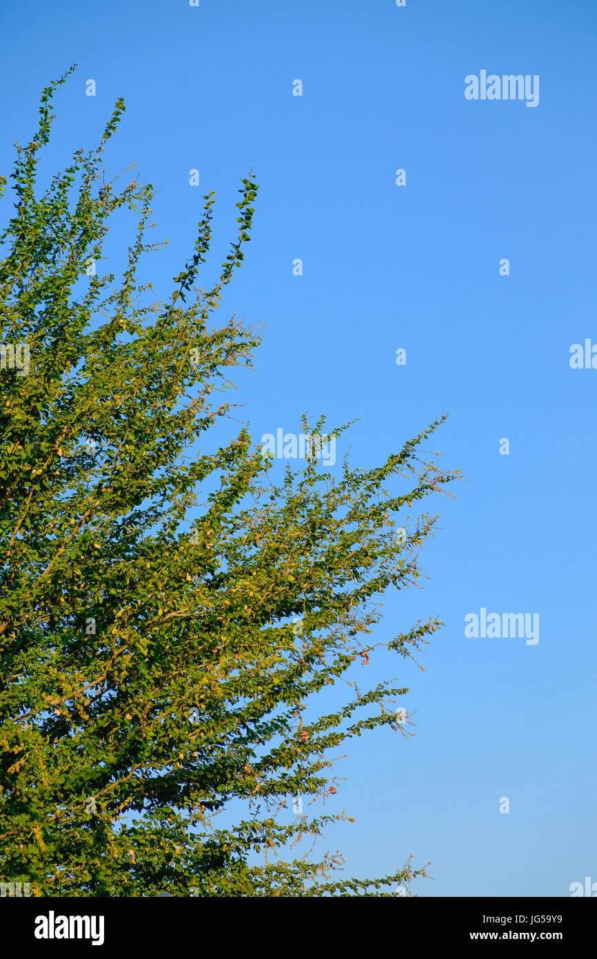 Beautiful tree and green leaf on clear blue sky background Stock Photo ...