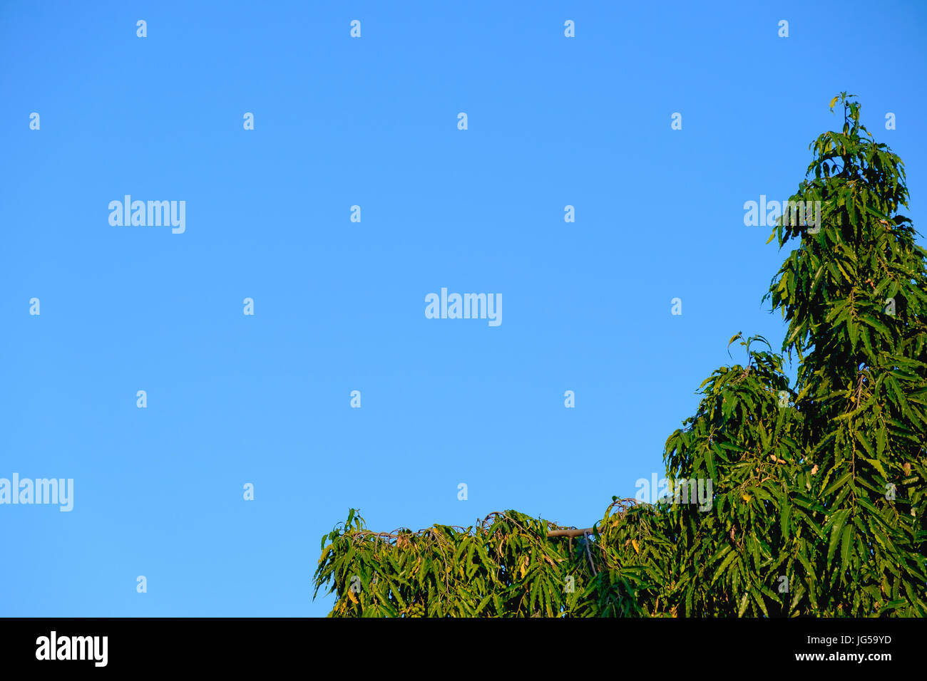 Beautiful tree and green leaf on clear blue sky background Stock Photo ...