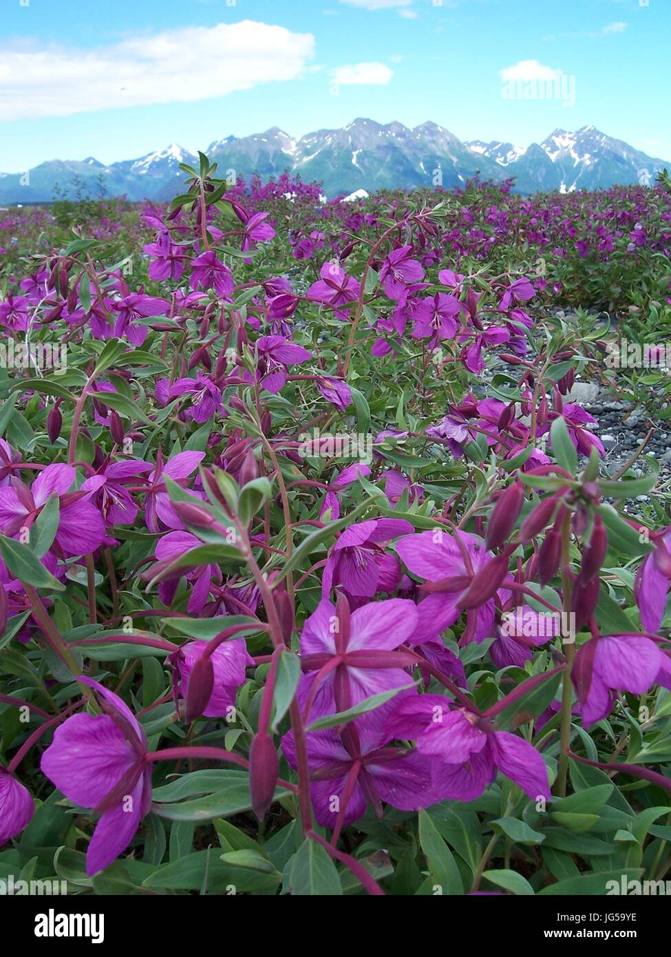 Wild fireweed flowers grow in a field at the foot of a mountain at the