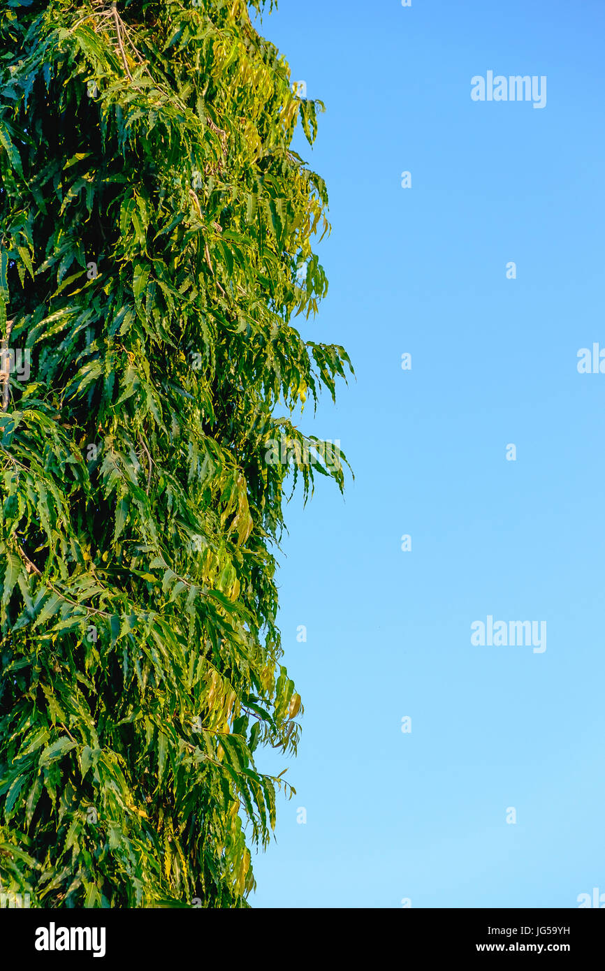 Beautiful tree and green leaf on clear blue sky background Stock Photo ...