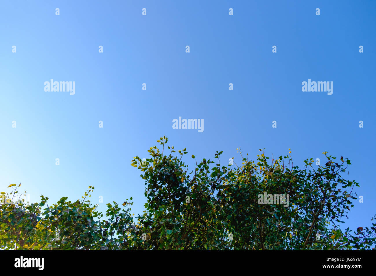 Beautiful tree and green leaf on clear blue sky background Stock Photo ...