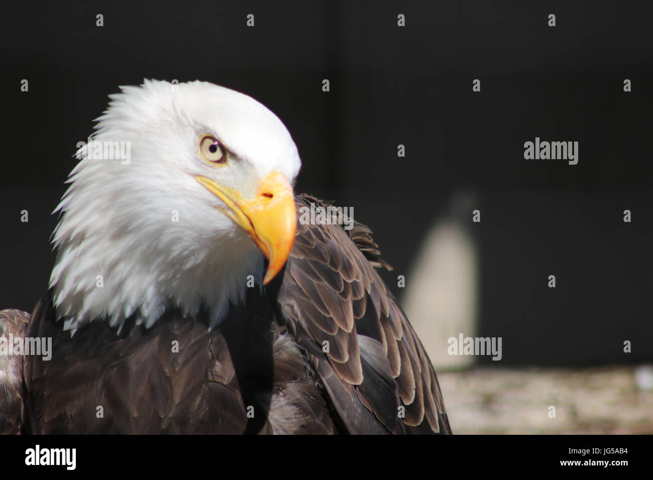American bald eagle baby hi-res stock photography and images - Alamy