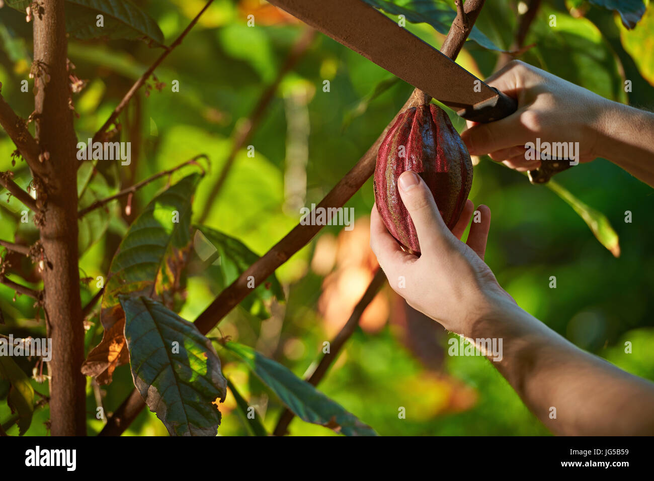 Close-up of hands with machete cutting cacao fruit in harvest time Stock Photo