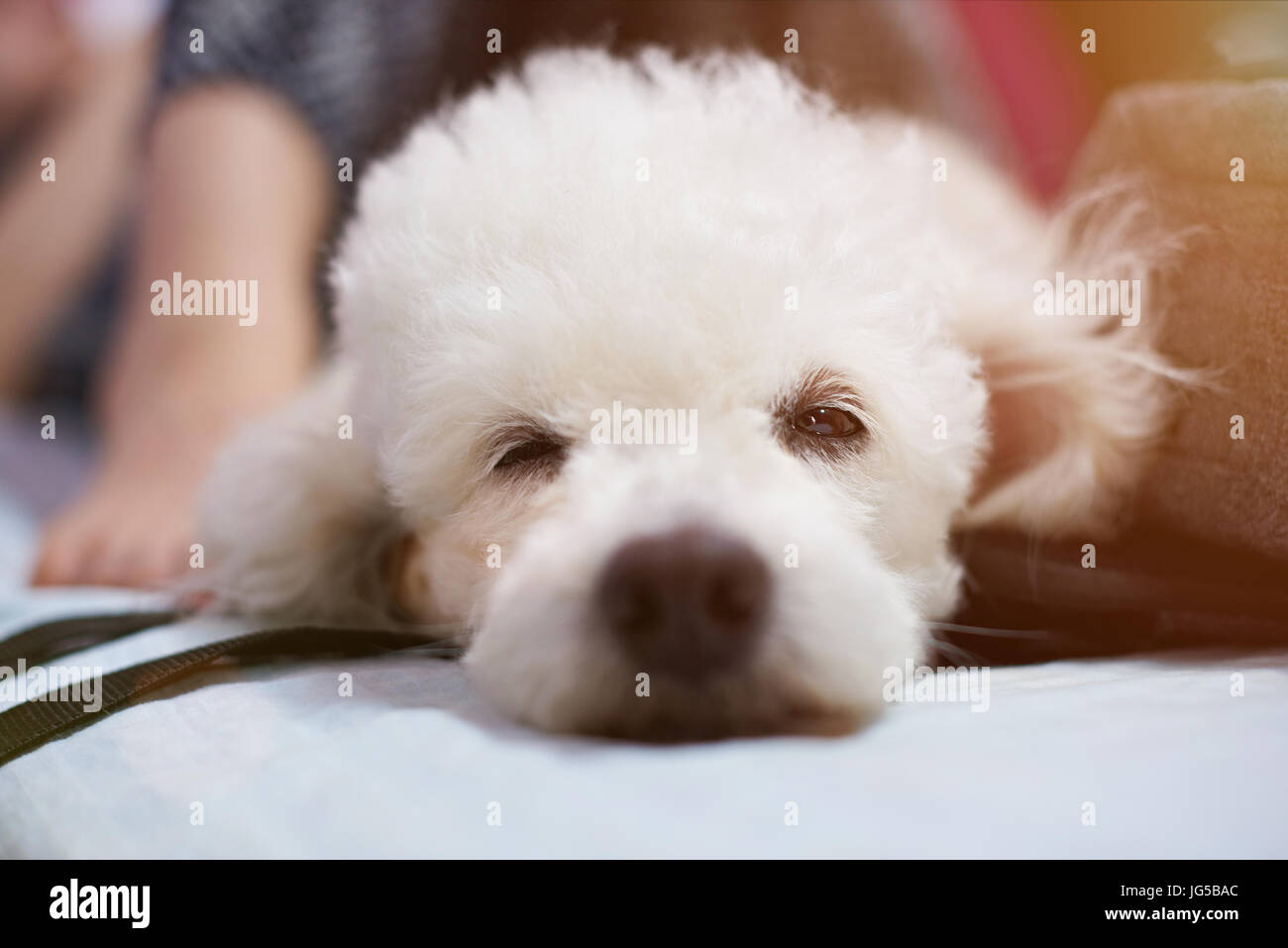 Half sleeping white poodle dog head close-up. Home pet cute dog Stock Photo