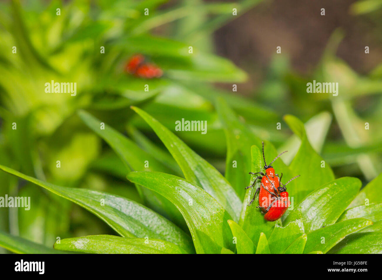 Two pairs of red beetles reproduce on green leaves Stock Photo