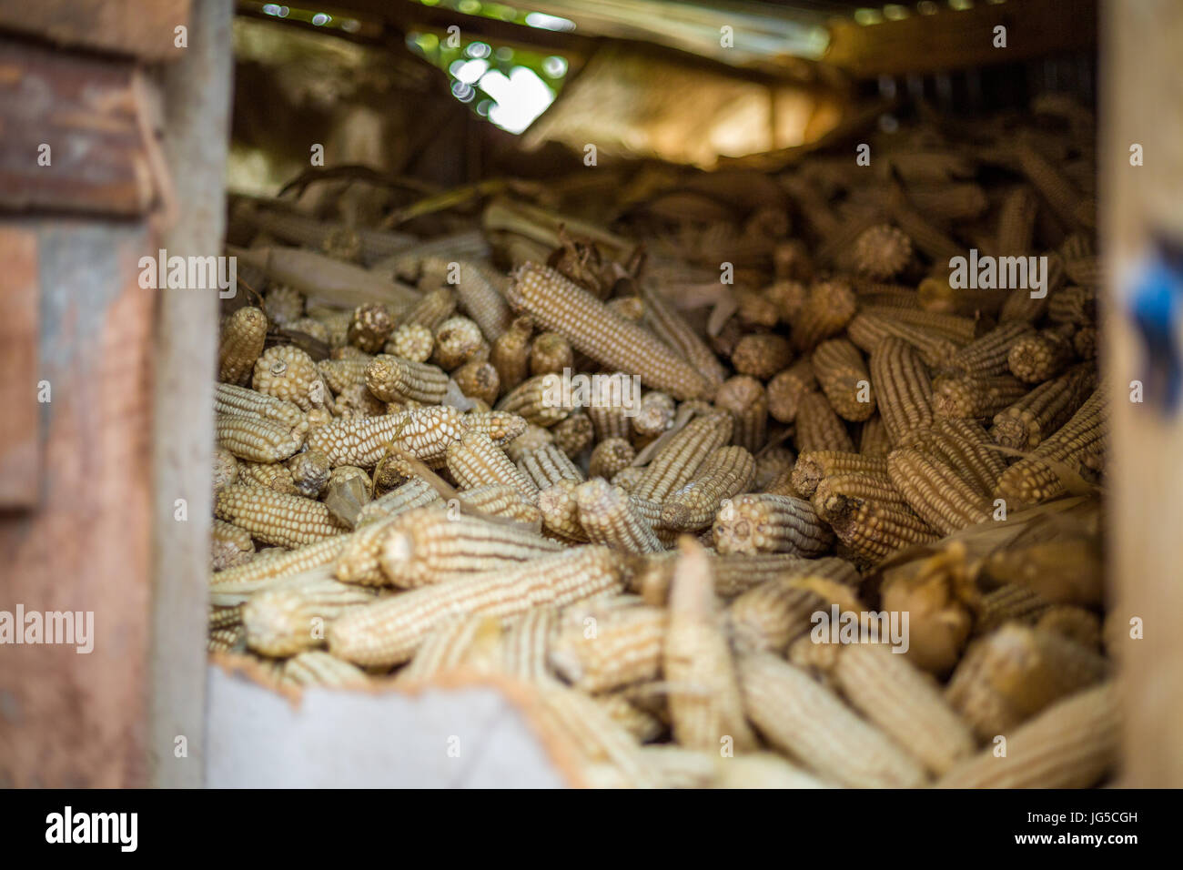 Stack of corn cobs in african storeroom, Kenya Stock Photo