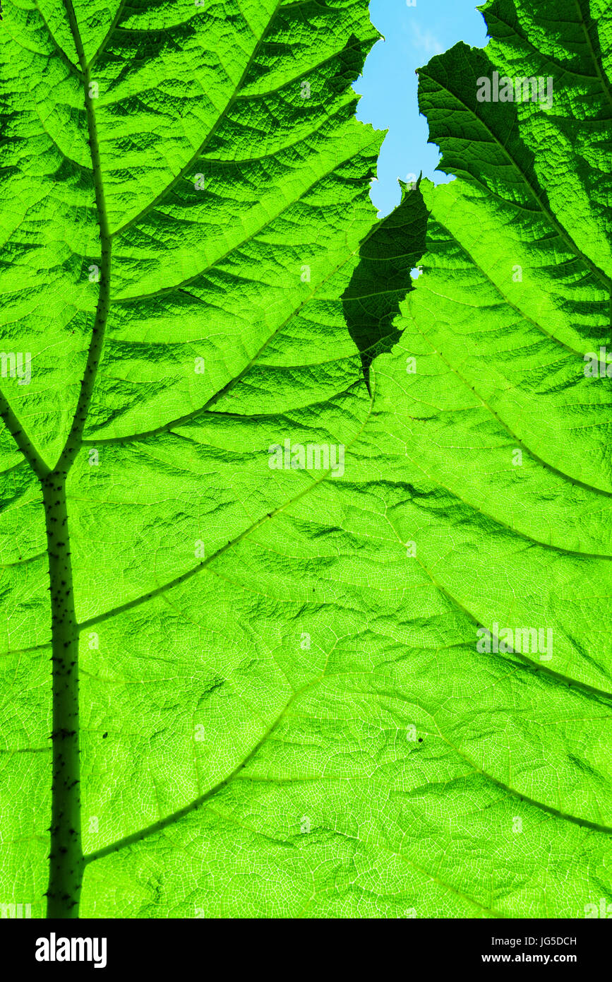 Sunlight shines through the giant leaf of a Gunnera plant. Stock Photo