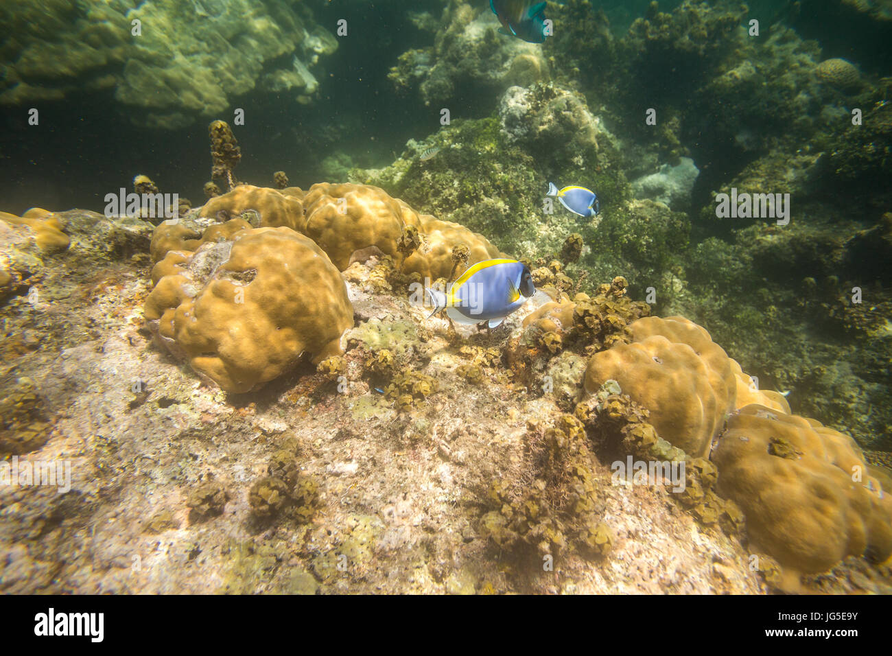Blue fish on coral reef  in Indian Ocean, Kenya Stock Photo