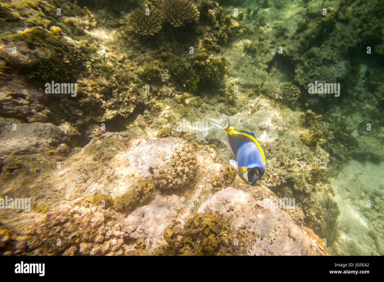 Blue fish on coral reef  in Indian Ocean, Kenya Stock Photo