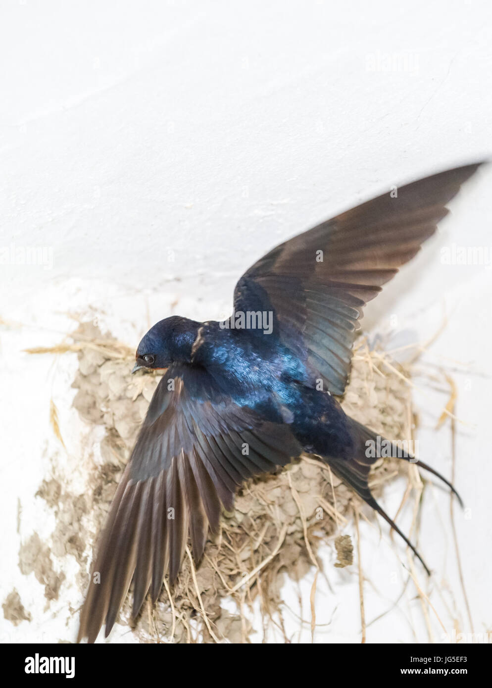 Swallow and its mud built nest Stock Photo