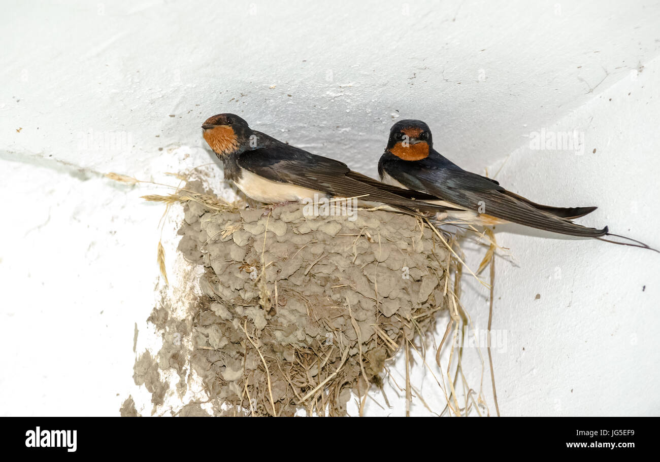 Swallow and its mud built nest Stock Photo